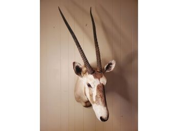 African Gemsbok / Oryx