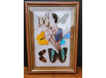 Butterfly Collection Marked Brasil