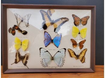 Butterfly Collection Under Bubble Glass
