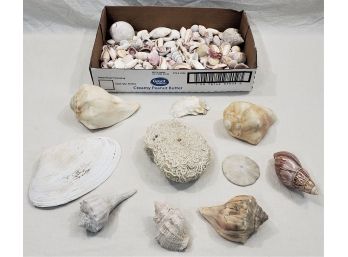Assorted Sea Shells & Coral Group