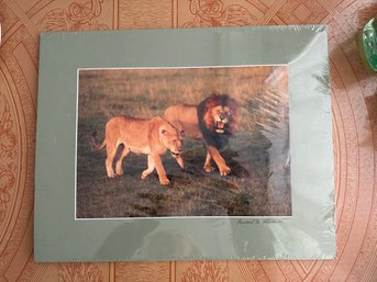 Courting Lion Pair Photograph Print Signed By Michael Fairchild - Matted And Unframed