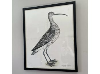 Olof Rudbeck Swedish Bird Giclee Print - Curlew