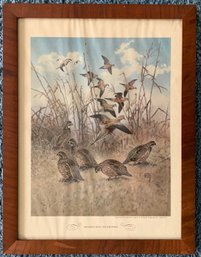 1944 Print By Field And Stream Publishing Co.  'Mourning Dove And Bob White'.
