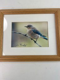 Framed Photo Of A Bird By Tate Murphy