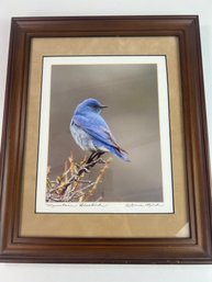 Framed Photo Of A Mountain Bluebird By Anne Laird
