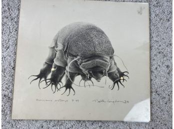 Sketch Of Biological Specimen By Noelle Congdon - 140 Bc