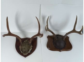 2 X Mounted Deer Antlers - 33 Bc