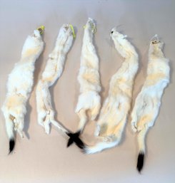 White Ermine/weasel Fur Pelts     SOW141