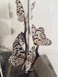 Butterfly Acrylic Lamp