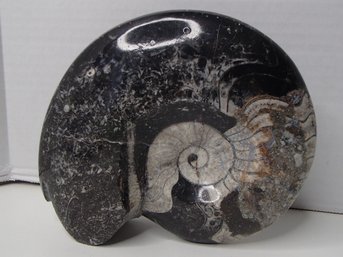 Gorgeous Large Ammonite Fossil See Photos For Size