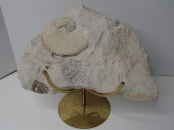 Ammonite Plate With Stand