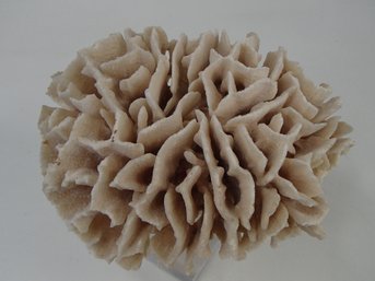 Vintage Sea Coral