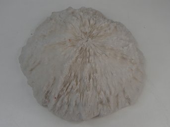 Gorgeous Mushroom Coral Piece