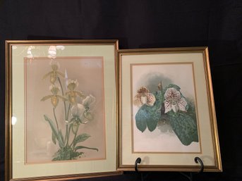 Slipper Orchid Prints