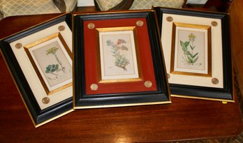 Set Of Three Botanical Prints