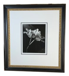 Fringed Tulips Photograph (15e)