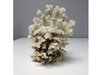 Beautiful Finger Coral