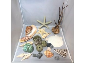 Bundle Of Assorted Sea Shells