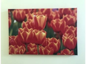 'Tulip' Photo On Canvas Wall Hanging