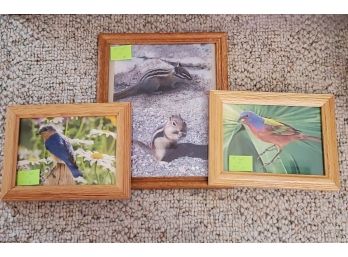 Set Of 3 Wildlife Framed Art