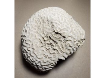 Brain  Coral Rough 4.43 Pounds