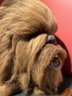 40. Star Wars Chewbacca Life Size Bust Replica - Illusive Originals - 1996 - Numbered