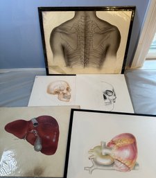 Lot 362SES - Super Rare - Original Art - Anatomy Drawings - Skull - Heart - Spine