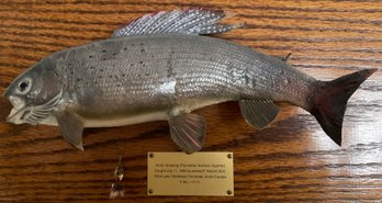 Lot 45- 1984 Mounted Artic Graying Fish Caught In Canada