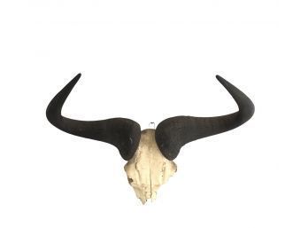 Taxidermy Skull & Horns - #AR2
