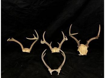 Lot Of 4 Deer Antlers - #RR2