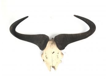Taxidermy Skull & Horns - #AR1