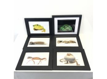 Framed Amphibian Reptile Photographs - Snake, Frogs, Lizards - #S6-3