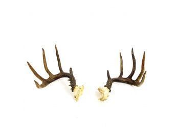 Set Of 10-Point Whitetail Deer Antlers - #S6-2