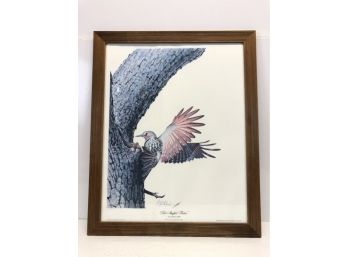 1973 Red Shafted Flicker #2 Plate, Signed Guy Coheleach, RHA Embossed Seal - #AR2