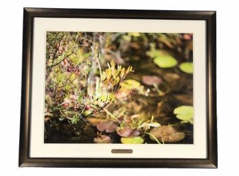 'Cranberries From Our Bog Surrounding Little Lake Teedyuskung' Framed Photograph - #W2