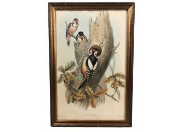 John Gould Great Spotted Woodpecker Print - #BW-A2