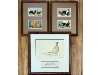 Pheasant And Rooster Prints