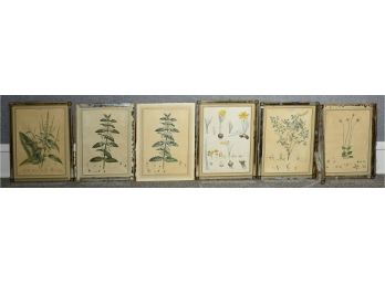 Six Early Botanical Engravings, Ca. 1778  (CTF10)