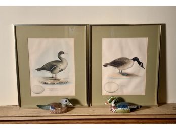 'Noyes' Colored Duck Prints & Decoys (CTF10)