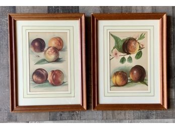 Pair Of Vintage Fruit Prints (CTF10)