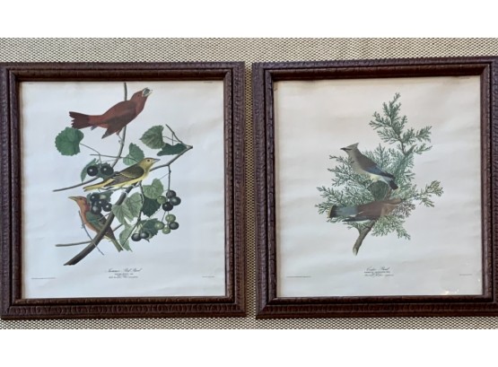 Audubon  Bird Prints (CTF10)