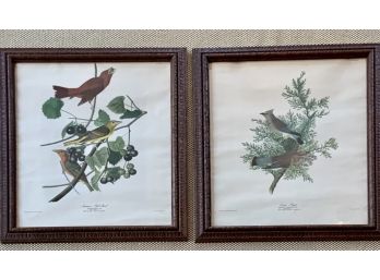 Audubon  Bird Prints (CTF10)