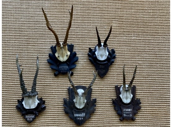 Five Black Forest Stag Antler Plaques With Dedications (CTF10)