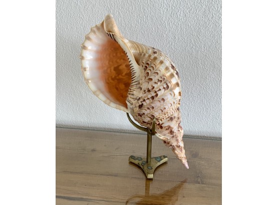 Large Conch Shell On Brass Stand (CTF10)