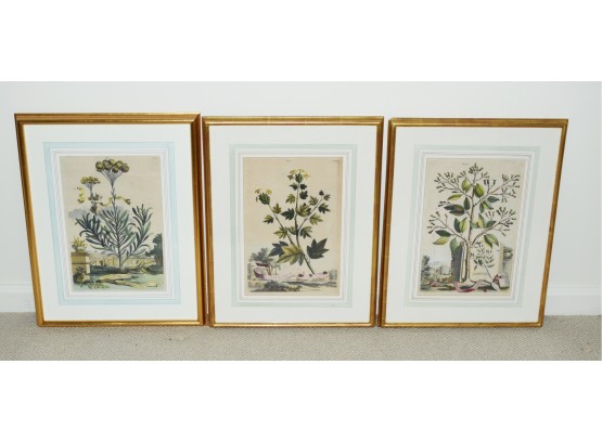 Three Antique Framed Botanical Book Plates(CTF10)