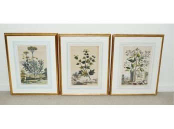 Three Antique Framed Botanical Book Plates(CTF10)