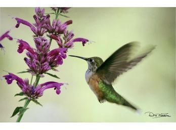 Signed Photograph Of A Hummingbird (CTF10)