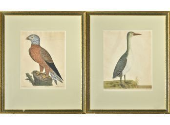 Pr. Early Colored Bird Engravings (CTF10)
