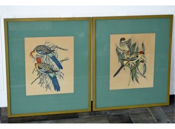 Hand Colored Parrot Prints