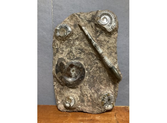 Ammonite Fossil (CTF30)